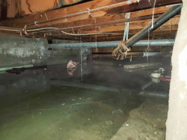 Best Water damage restoration near me  in Violet, LA