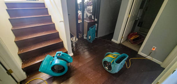 Best Professional water damage repair  in Violet, LA