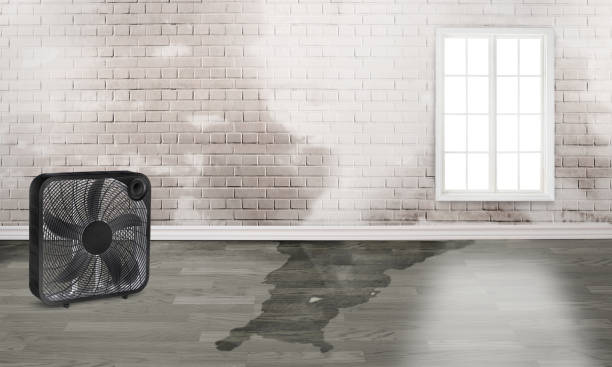 Best Mold removal after water damage  in Violet, LA